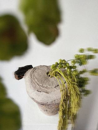 Серия Dune /white mushroom